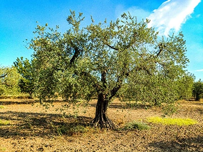 Ulivo antico