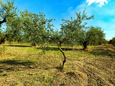 Ulivo giovane