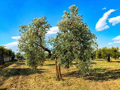 Ulivo maturo