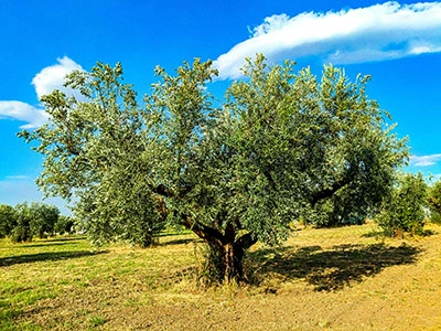 Ulivo secolare