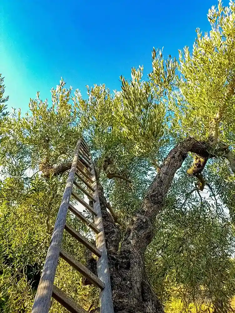 Tree with ladder for harvesting