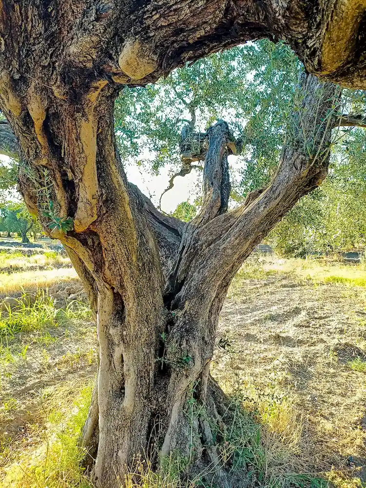 Olive tree trunk