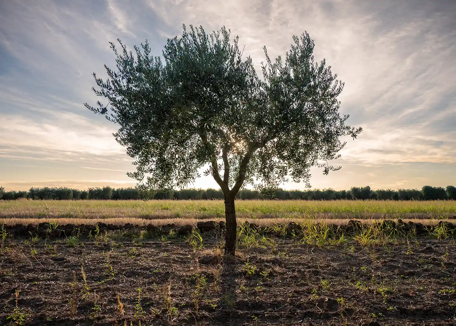 Olive tree at sunset