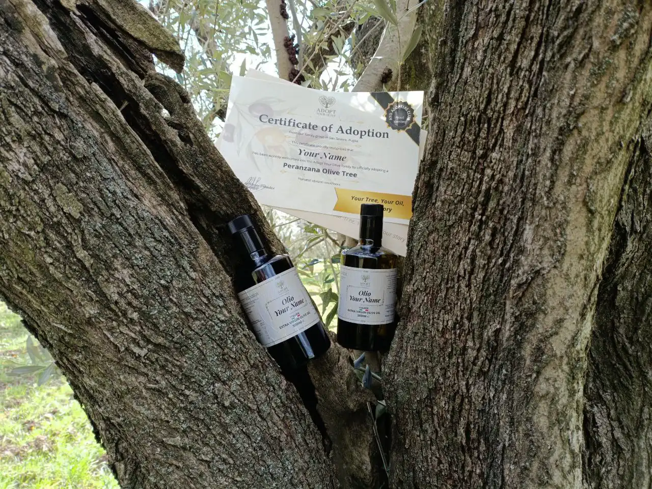 Welcome Kit Adoption